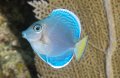 Juvenile blue tang